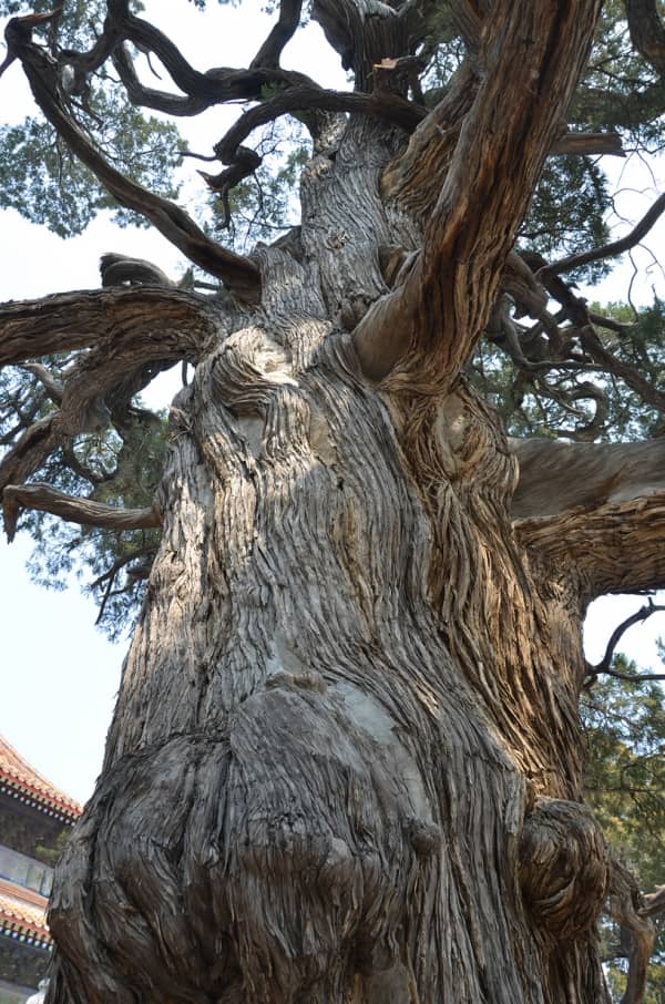 Ancient Cypress Trees