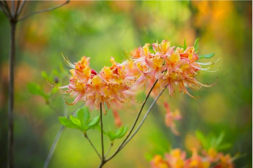National Native Azalea Collection