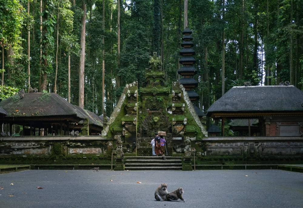 Ancient Nutmeg Trees