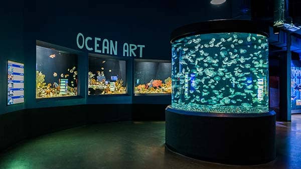 Jellyfish Gallery