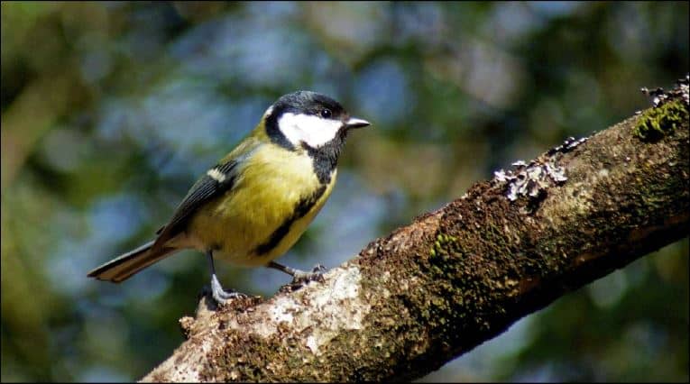 Avian Encounters
