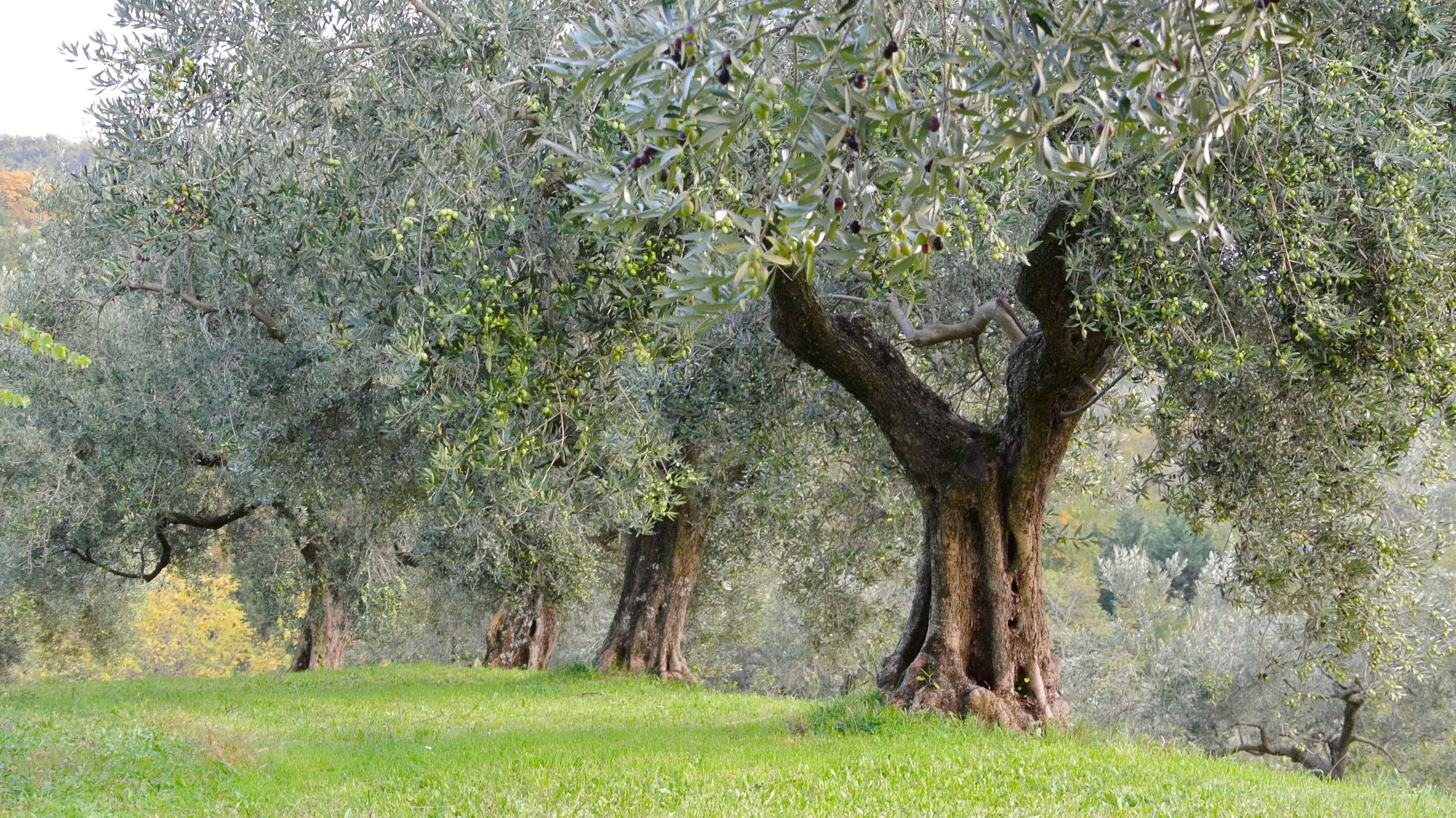 Symbolic Olive Tree