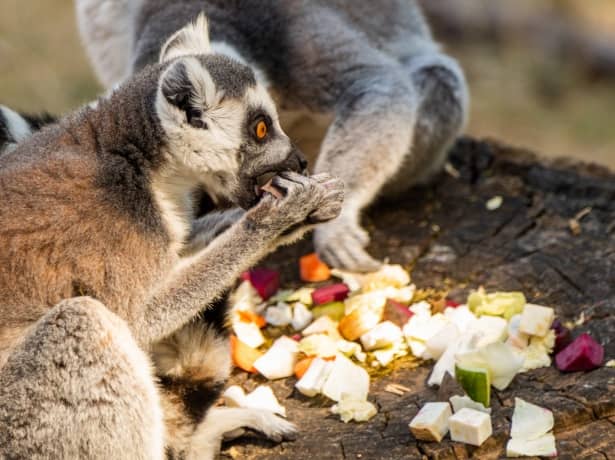 Lemur Feeding