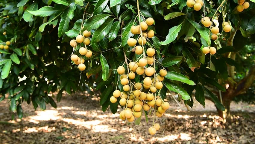 Lamphun's Longan Orchards