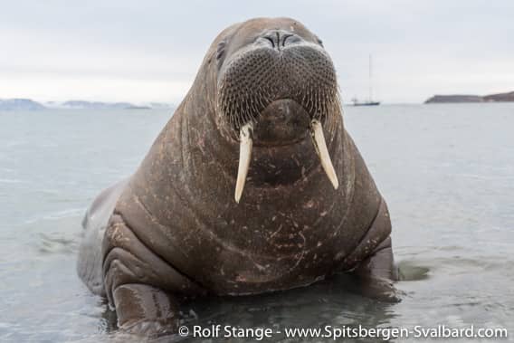 Isbjørnhamna Wildlife
