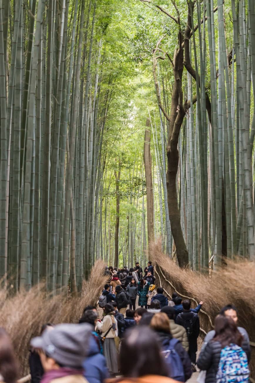 Bamboo Groves