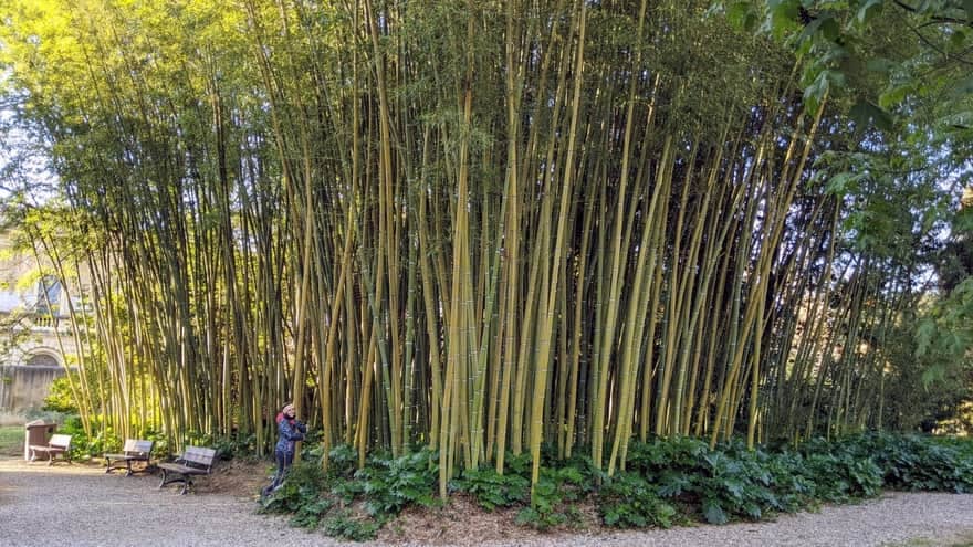 Bamboo Forests