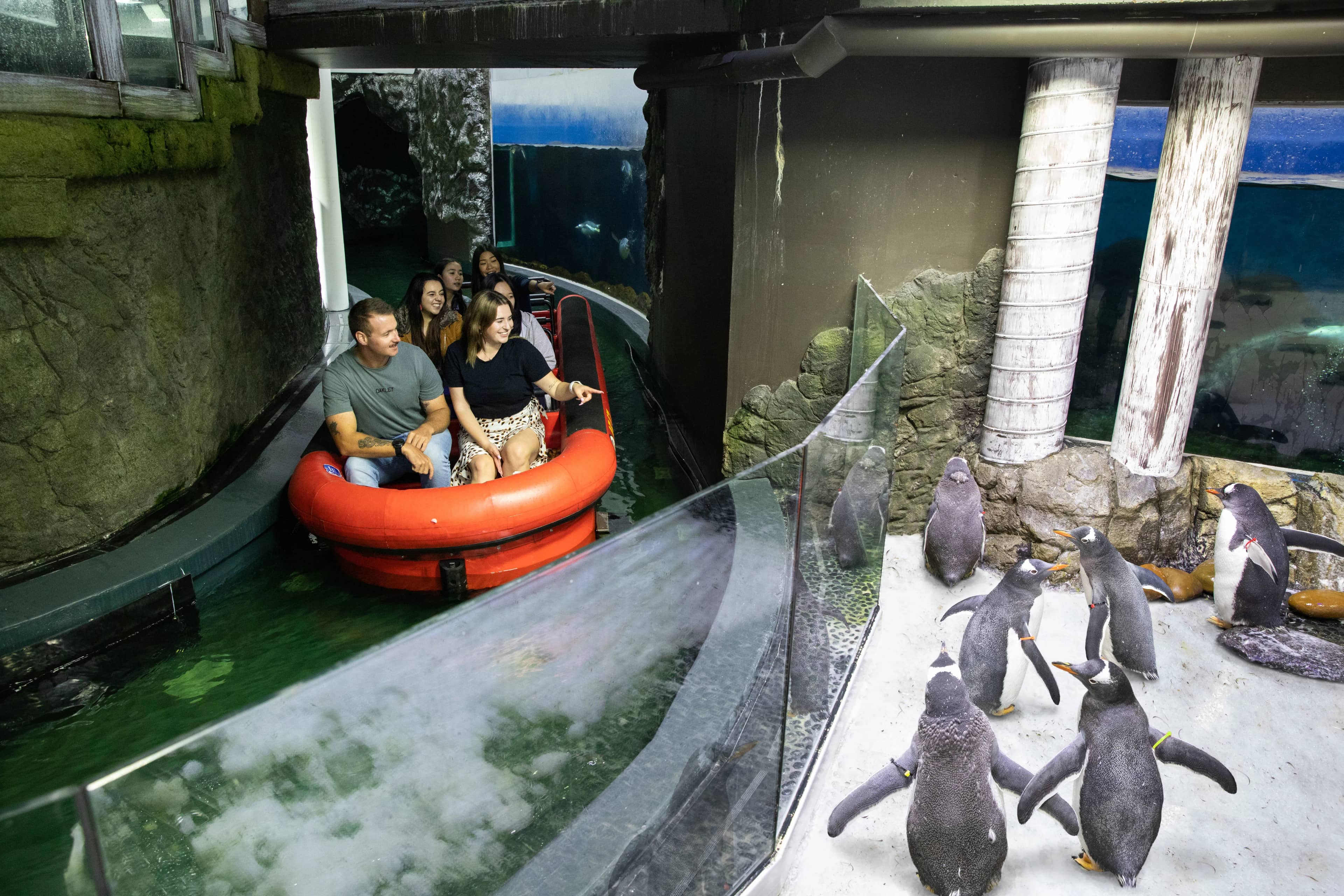Penguin Expedition