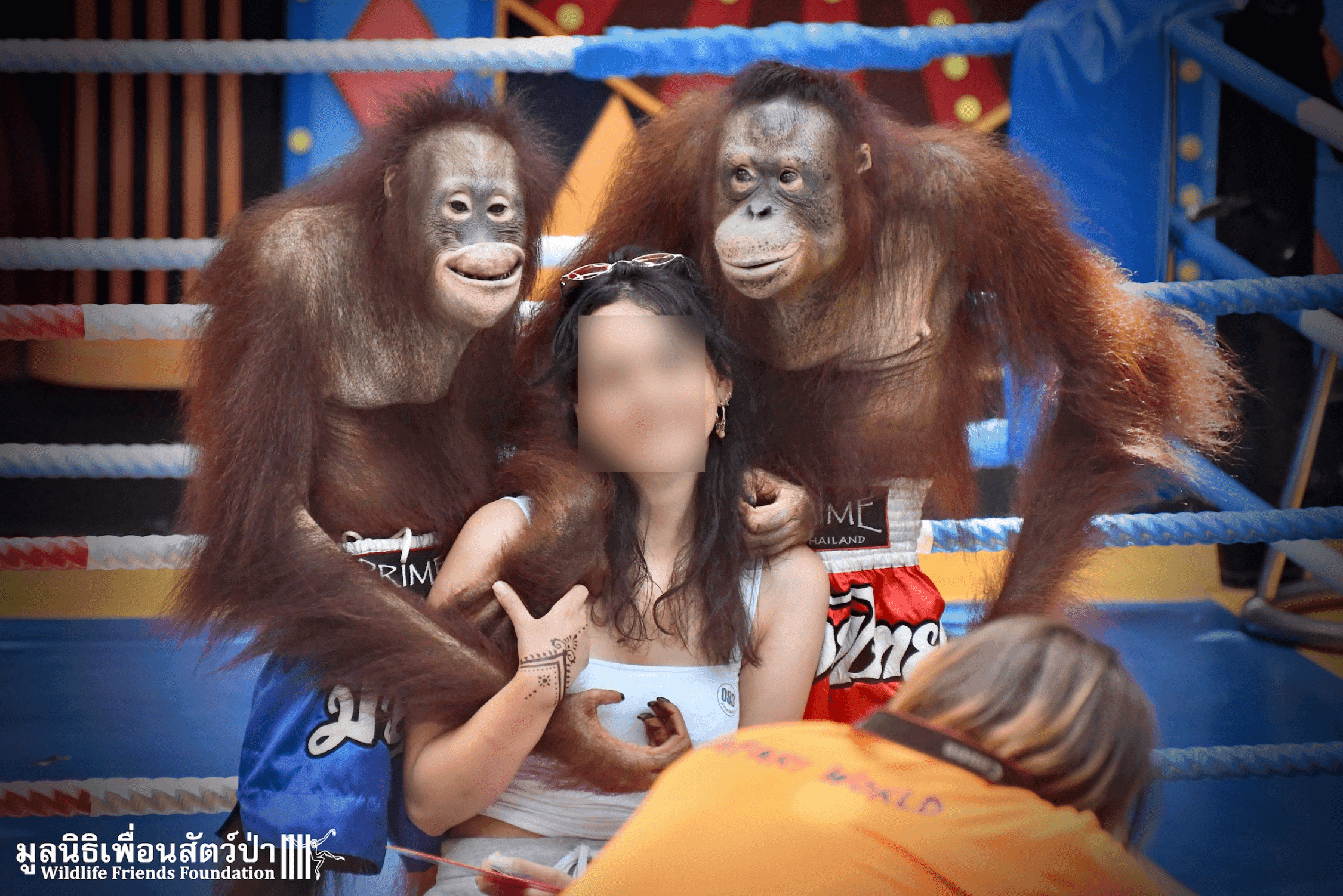 Orangutan Interaction