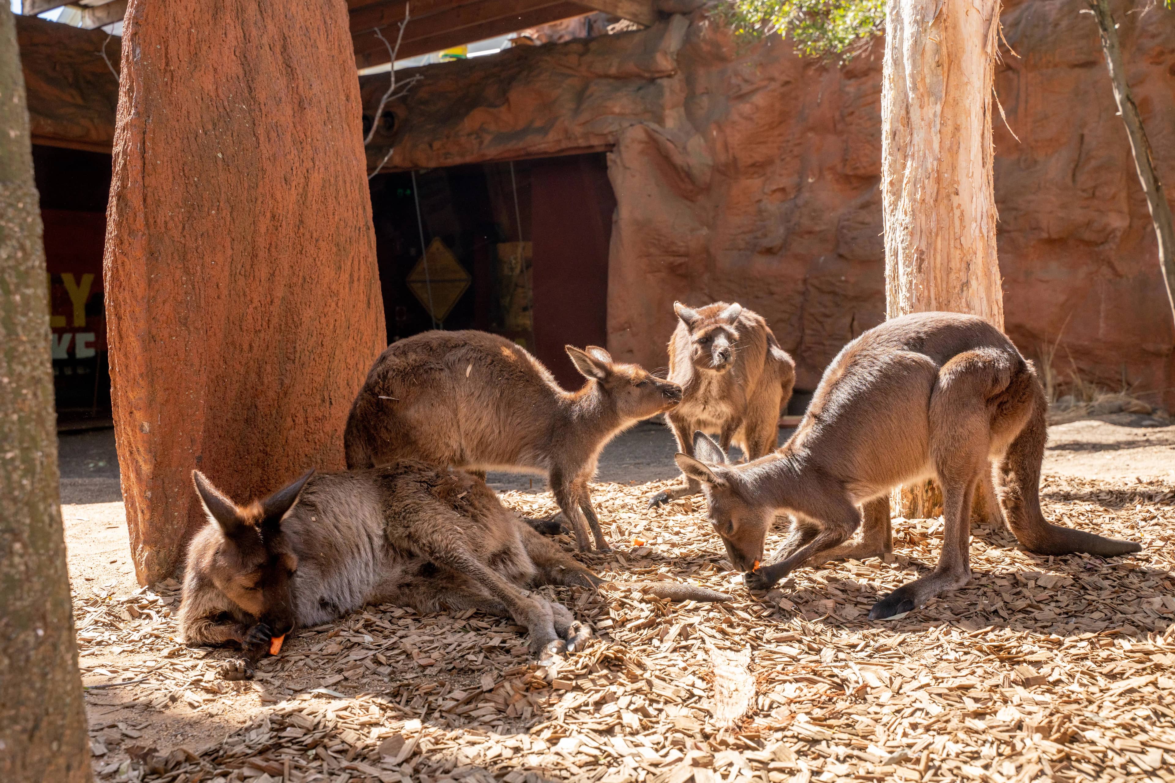 Australian Native Animals