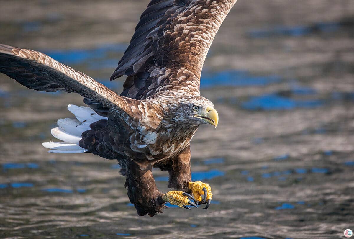 Wildlife Spotting