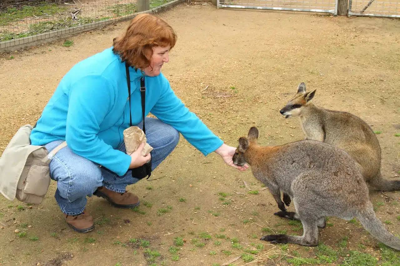 Halls Gap Zoo