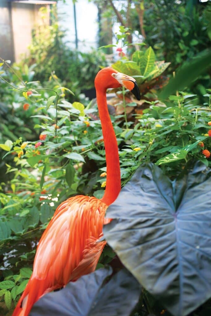Exotic Birds and Animals