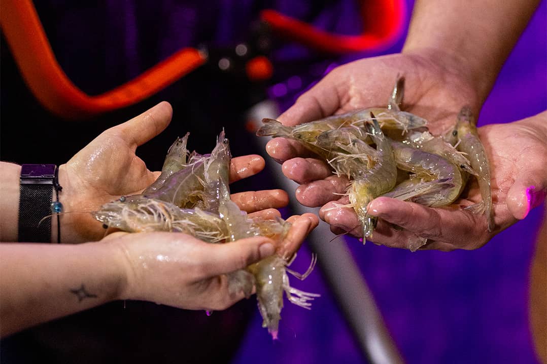 Fresh Seafood Selection