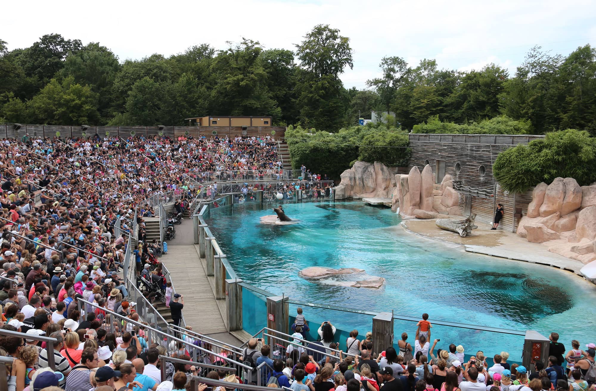 Sea Lion Performance