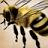 Glendale Buzz