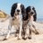 Spaniels by the sea