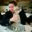 AndrewCoppolino.com