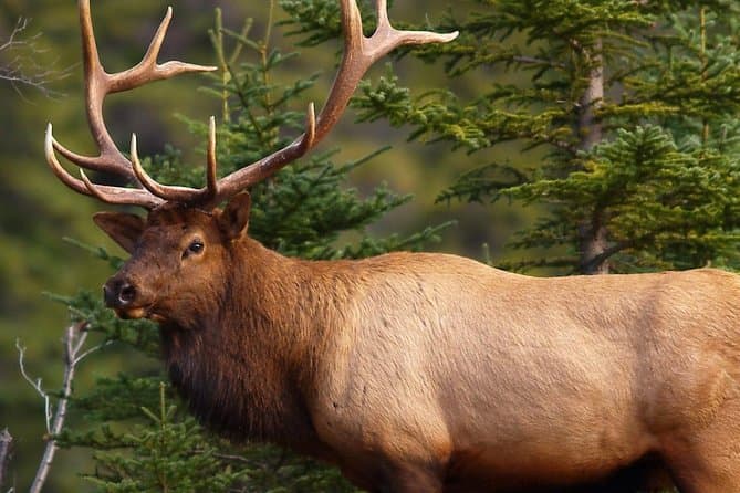 Wildlife Safari Banff National Park