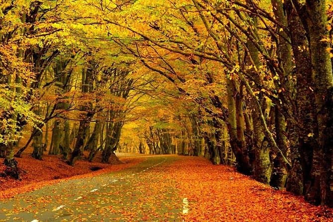 Sabaduri Forest Georgia