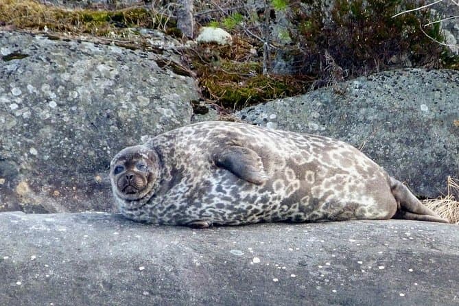 Saimaa Ringed Seal Safari