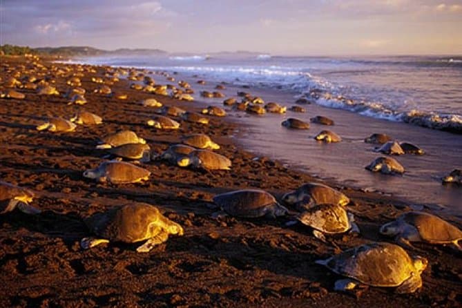 Turtle Nesting in Camaronal Refuge