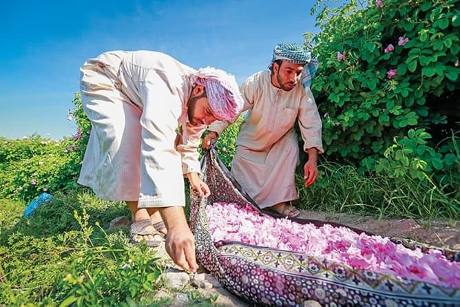 Rose Water Distilleries Jebel Akhdar