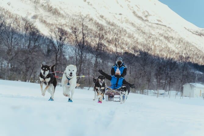 Dog Sledding Tromsø Norway