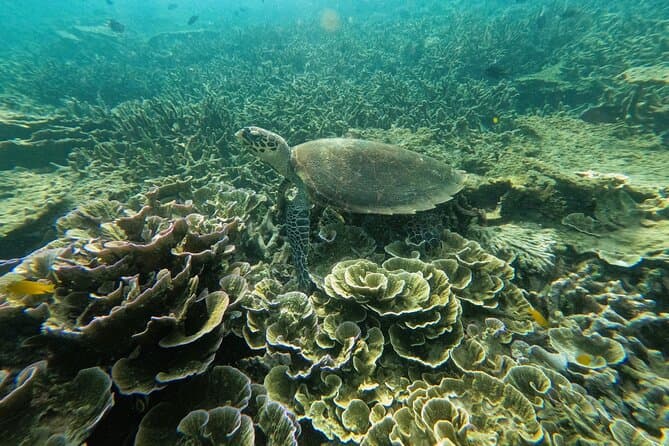 Coral Island Tioman Island Malaysia