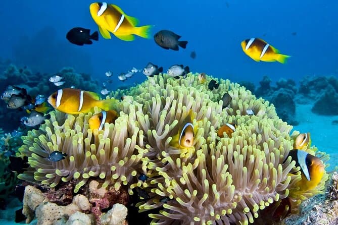 Coral reef