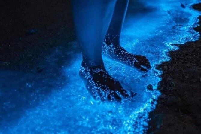 Bioluminescence Tour Holbox