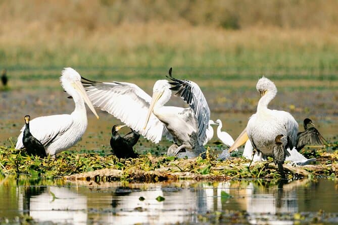 Spot rare and vibrant bird species in the wetlands of Lake Skadar, a paradise for bird lovers.