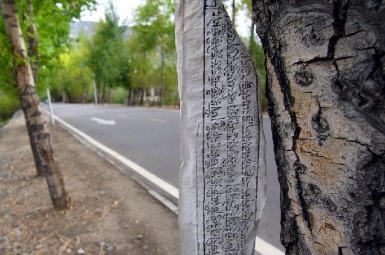 唯一一条穿越拉鲁湿地的道路——鲁定北路，同样被绿荫笼护