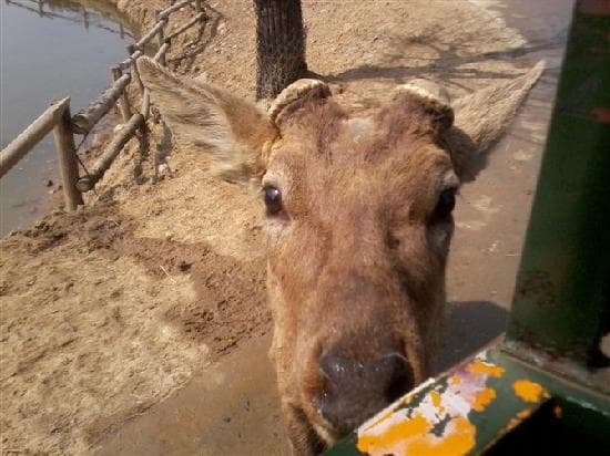 小鹿把头探进了小火车里