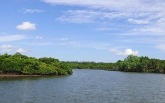 远眺东寨红树林