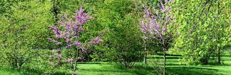 Pond in spring