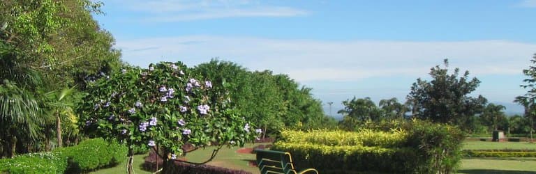 View of some flowering trees in End point park
