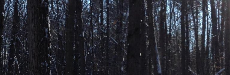 Ganaraska Forest