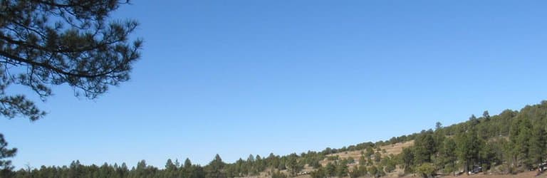 케이밥 국립 휴양림(Kaibab National Forest)