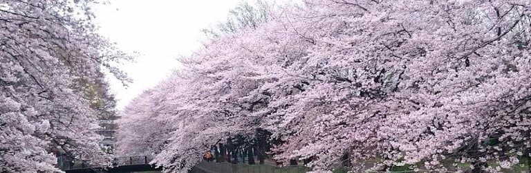 桜並木