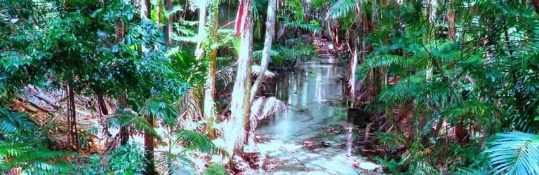 Central Station Rainforest