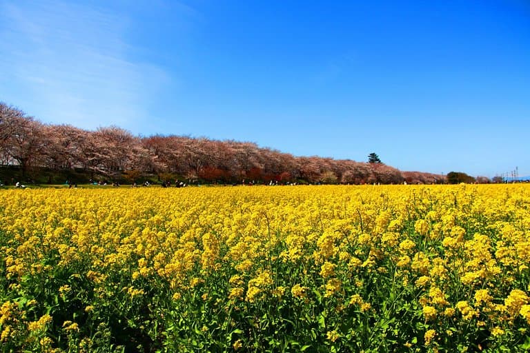 桜の薄墨色と菜の花の黄色のコントラストが美しい