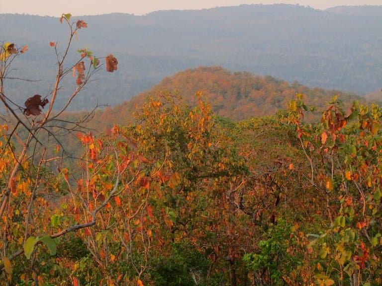 ป่าเปลี่ยนสี