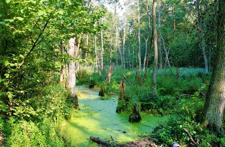 Kampinos National Park Warsaw