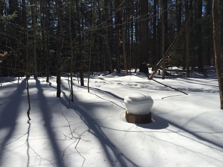 Sun reflects off the snow in the woods