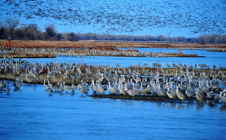 Cranes on the Platte River before sunrise at the Sanctuary