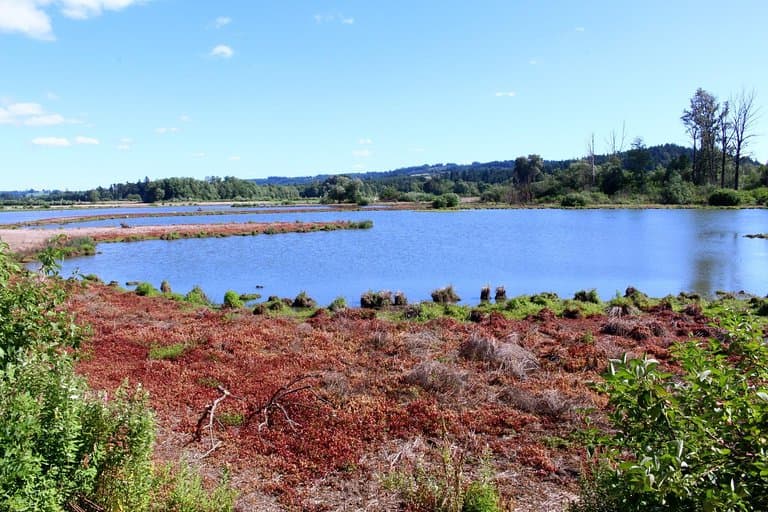 Simply beautiful! -fernhill wetlands