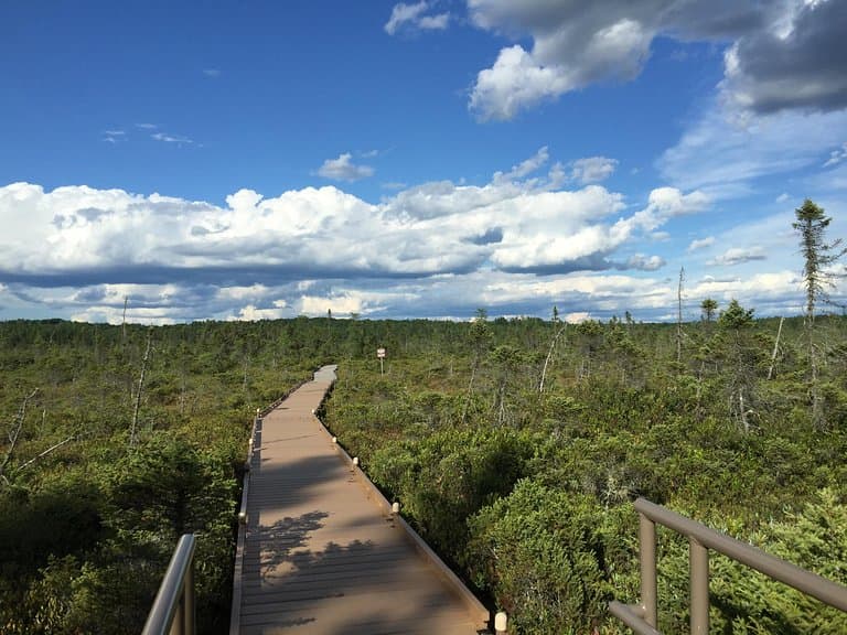 Orono Bog Boardwalk