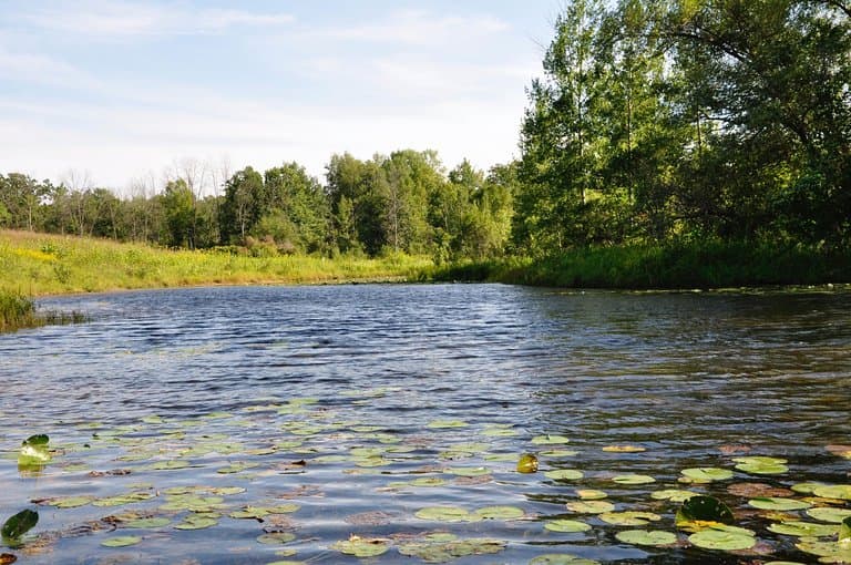 The pond has plenty of frogs