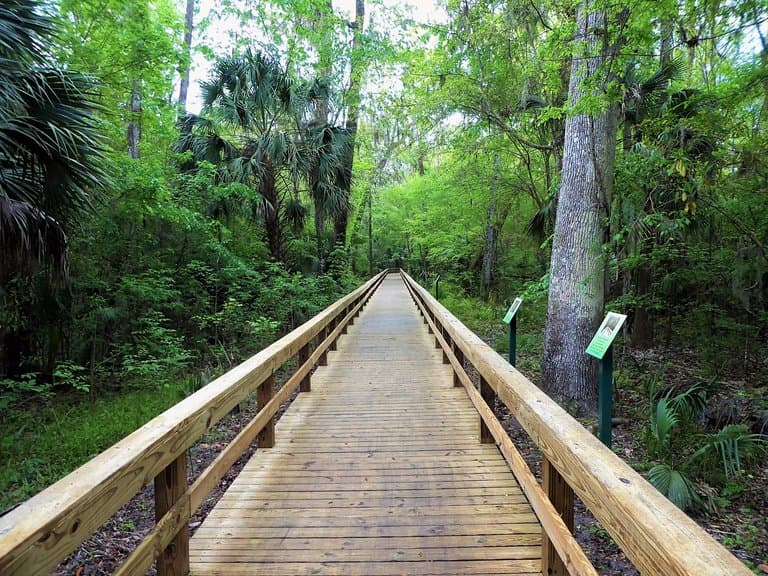 Boardwalk to the big trees